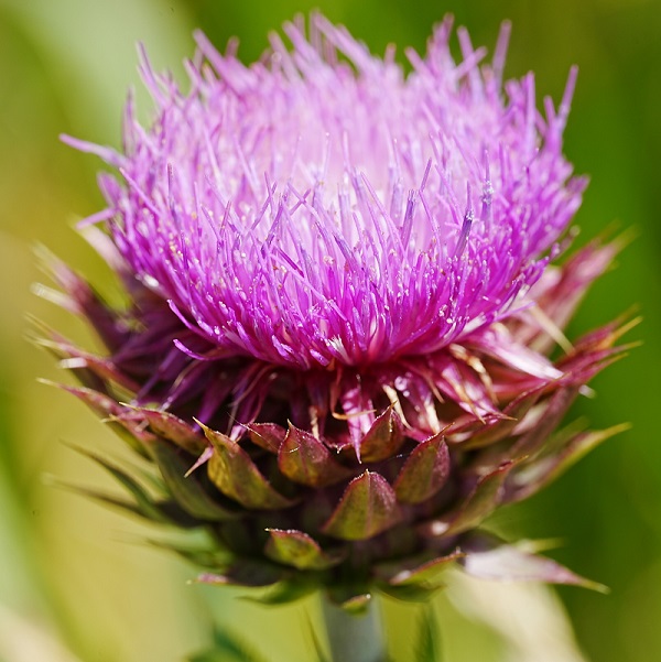 milk thistle.jpg